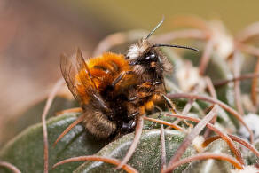 Osmia cornuta / Gehrnte Mauerbiene / Megachilinae ("Blattschneiderbienenartige")