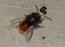 Osmia cornuta / Gehörnte Mauerbiene / Megachilinae ("Blattschneiderbienenartige")