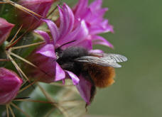 Osmia cornuta / Gehrnte Mauerbiene / Megachilinae ("Blattschneiderbienenartige")