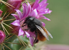 Osmia cornuta / Gehrnte Mauerbiene / Megachilinae ("Blattschneiderbienenartige")