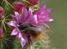 Osmia cornuta / Gehrnte Mauerbiene / Megachilinae ("Blattschneiderbienenartige")