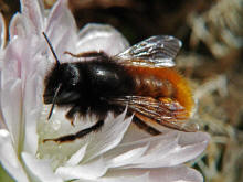 Osmia cornuta / Gehrnte Mauerbiene / Megachilinae ("Blattschneiderbienenartige")