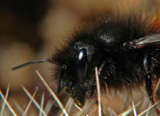 Osmia cornuta / Gehrnte Mauerbiene / Megachilinae ("Blattschneiderbienenartige")