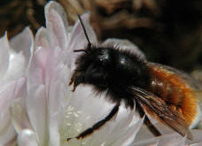 Osmia cornuta / Gehrnte Mauerbiene / Megachilinae ("Blattschneiderbienenartige")