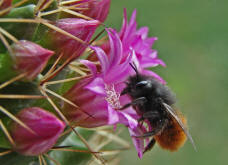 Osmia cornuta / Gehrnte Mauerbiene / Megachilinae ("Blattschneiderbienenartige")