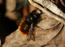 Osmia cornuta / Gehrnte Mauerbiene / Megachilinae ("Blattschneiderbienenartige")