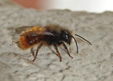 Osmia cornuta / Gehörnte Mauerbiene / Megachilinae ("Blattschneiderbienenartige")