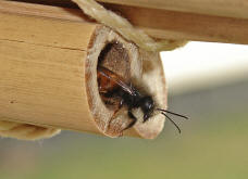 Osmia bicornis / Rote Mauerbiene (syn. Osmia rufa) / Megachilinae ("Blattschneiderbienenartige")