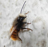 Osmia cornuta / Gehrnte Mauerbiene / Megachilinae ("Blattschneiderbienenartige")