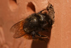 Osmia cornuta / Gehrnte Mauerbiene / Megachilinae ("Blattschneiderbienenartige")