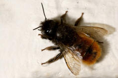 Osmia cornuta / Gehrnte Mauerbiene / Megachilinae ("Blattschneiderbienenartige")