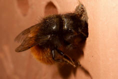 Osmia cornuta / Gehrnte Mauerbiene / Megachilinae ("Blattschneiderbienenartige")