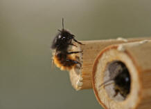 Osmia cornuta / Gehrnte Mauerbiene / Megachilinae ("Blattschneiderbienenartige")