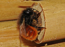 Osmia cornuta / Gehrnte Mauerbiene / Megachilinae ("Blattschneiderbienenartige")