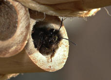 Osmia cornuta / Gehrnte Mauerbiene / Megachilinae ("Blattschneiderbienenartige")