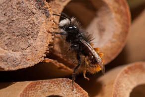 Osmia cornuta / Gehrnte Mauerbiene / Megachilinae ("Blattschneiderbienenartige")