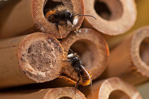 Osmia cornuta / Gehrnte Mauerbiene / Megachilinae ("Blattschneiderbienenartige")