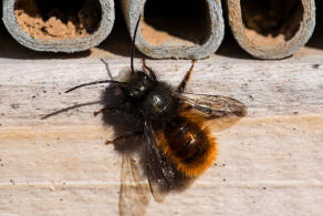 Osmia cornuta / Gehrnte Mauerbiene / Megachilinae ("Blattschneiderbienenartige")