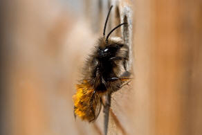 Osmia cornuta / Gehrnte Mauerbiene / Megachilinae ("Blattschneiderbienenartige")