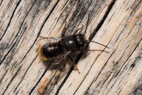 Osmia cornuta / Gehrnte Mauerbiene / Megachilinae ("Blattschneiderbienenartige")