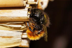 Osmia cornuta / Gehrnte Mauerbiene / Megachilinae ("Blattschneiderbienenartige")