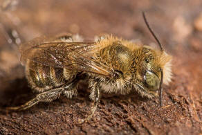 Osmia gallarum / Gallen-Mauerbiene / Megachilidae ("Blattschneiderbienenartige") / Hautflgler - Hymenoptera