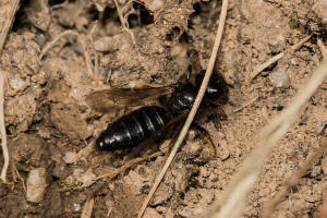 Panurgus banksianus / Groe Zottelbiene / Andrenidae - Sandbienenartige / Hymenoptera - Hautflgler