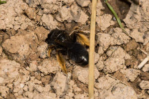 Panurgus banksianus / Groe Zottelbiene / Andrenidae - Sandbienenartige / Hymenoptera - Hautflgler