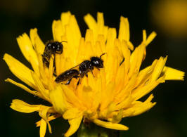 Panurgus calcaratus / Stumpfzhnige Zottelbiene / Andreninae (Sandbienenartige) / Hautflgler - Hymenoptera