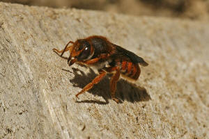 Rhodanthidium sticticum (Fabricius, 1787) / Blattschneiderbienenartige - Megachilidae - Anthidini