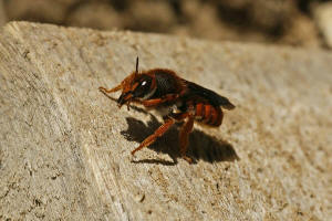 Rhodanthidium sticticum (Fabricius, 1787) / Blattschneiderbienenartige - Megachilidae - Anthidini