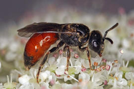 Sphecodes crassus / Dichtpunktierte Blutbiene / Schmal- / Furchenbienen - Halictidae / Ordnung: Hautflgler - Hymenoptera