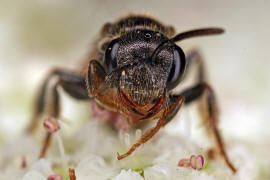 Sphecodes crassus / Dichtpunktierte Blutbiene / Schmal- / Furchenbienen - Halictidae / Ordnung: Hautflgler - Hymenoptera