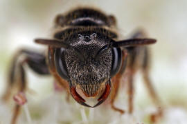 Sphecodes crassus / Dichtpunktierte Blutbiene / Schmal- / Furchenbienen - Halictidae / Ordnung: Hautflgler - Hymenoptera