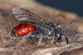 Sphecodes ephippius / Gewhnliche Blutbiene / Schmal- / Furchenbienen - Halictidae / Ordnung: Hautflgler - Hymenoptera