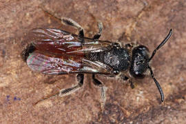 Sphecodes ephippius / Gewöhnliche Blutbiene / Schmal- / Furchenbienen - Halictidae / Ordnung: Hautflügler - Hymenoptera