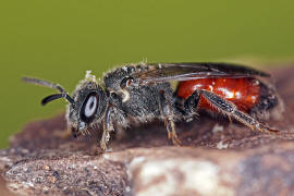 Sphecodes ephippius / Gewöhnliche Blutbiene / Schmal- / Furchenbienen - Halictidae / Ordnung: Hautflügler - Hymenoptera