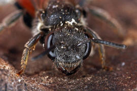 Sphecodes ephippius / Gewöhnliche Blutbiene / Schmal- / Furchenbienen - Halictidae / Ordnung: Hautflügler - Hymenoptera