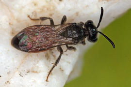 Sphecodes ephippius / Gewöhnliche Blutbiene / Schmal- / Furchenbienen - Halictidae / Ordnung: Hautflügler - Hymenoptera