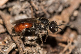 Sphecodes ephippius / Gewöhnliche Blutbiene / Schmal- / Furchenbienen - Halictidae / Ordnung: Hautflügler - Hymenoptera