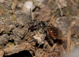 Sphecodes ephippius / Gewöhnliche Blutbiene / Schmal- / Furchenbienen - Halictidae / Ordnung: Hautflügler - Hymenoptera