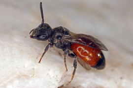 Sphecodes ephippius / Gewöhnliche Blutbiene / Schmal- / Furchenbienen - Halictidae / Ordnung: Hautflügler - Hymenoptera