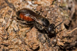 Sphecodes ephippius / Gewöhnliche Blutbiene / Schmal- / Furchenbienen - Halictidae / Ordnung: Hautflügler - Hymenoptera
