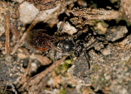 Sphecodes ephippius / Gewöhnliche Blutbiene / Schmal- / Furchenbienen - Halictidae / Ordnung: Hautflügler - Hymenoptera