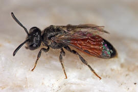 Sphecodes ephippius / Gewöhnliche Blutbiene / Schmal- / Furchenbienen - Halictidae / Ordnung: Hautflügler - Hymenoptera