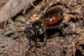 Sphecodes ephippius / Gewöhnliche Blutbiene / Schmal- / Furchenbienen - Halictidae / Ordnung: Hautflügler - Hymenoptera