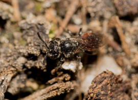 Sphecodes ephippius / Gewöhnliche Blutbiene / Schmal- / Furchenbienen - Halictidae / Ordnung: Hautflügler - Hymenoptera