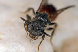 Sphecodes ephippius / Gewöhnliche Blutbiene / Schmal- / Furchenbienen - Halictidae / Ordnung: Hautflügler - Hymenoptera