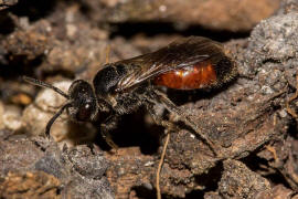 Sphecodes ephippius / Gewöhnliche Blutbiene / Schmal- / Furchenbienen - Halictidae / Ordnung: Hautflügler - Hymenoptera