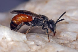 Sphecodes ephippius / Gewhnliche Blutbiene / Schmal- / Furchenbienen - Halictidae / Ordnung: Hautflgler - Hymenoptera